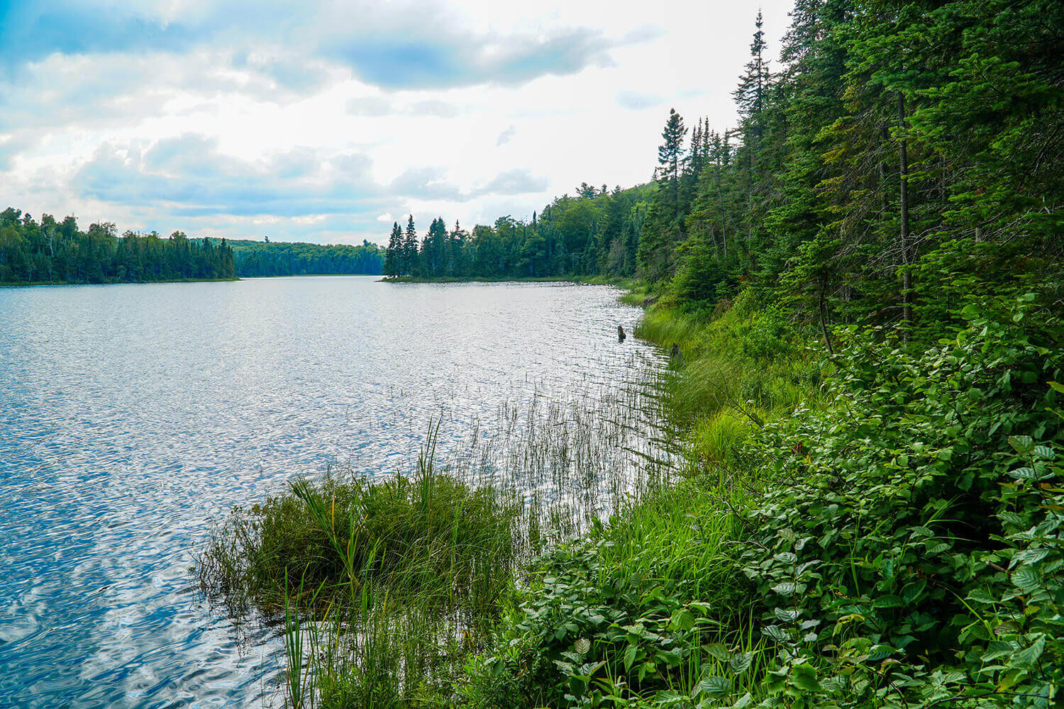 Hiking trail along a forested lakeshore