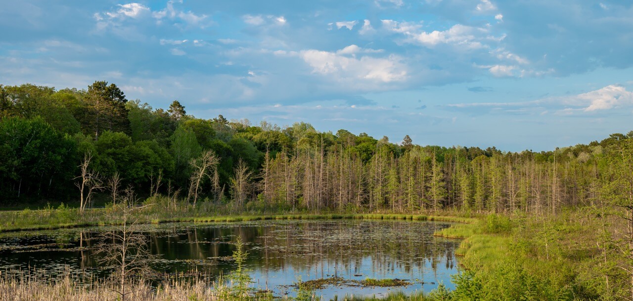 Wetlands
